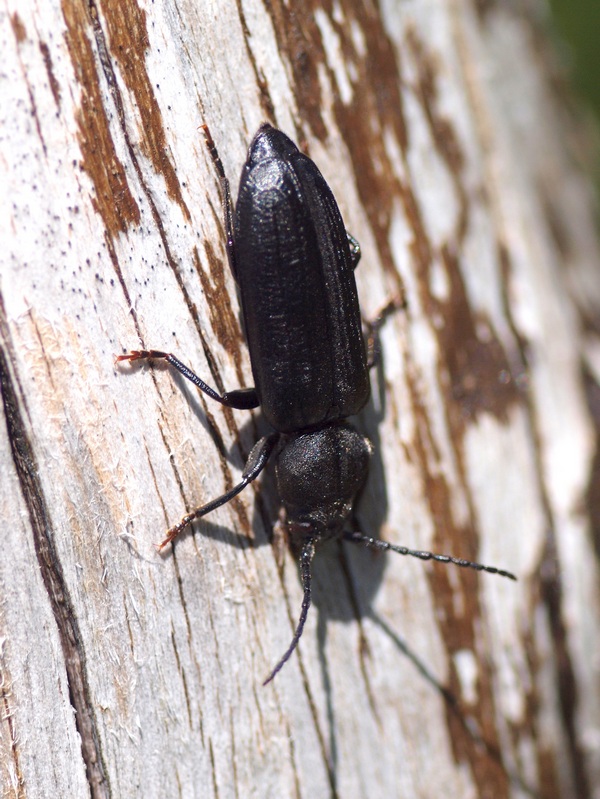 Asemum striatum (Cerambycidae)
